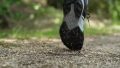 Nike Terra Kiger 9 heel strike